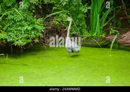 Der majestätische große Blaureiher mit seinen markanten blauen und grauen Federn steht anmutig im mit Entenweed bedeckten C&O Canal, eingebettet in die malerische Landschaft Stockfoto