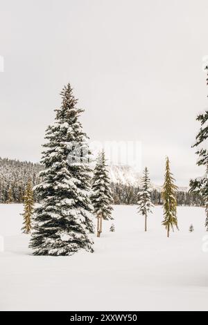 Schneebedeckte immergrüne Bäume am Alpensee im Winter Stockfoto