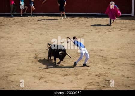 Madrid, Spanien. August 2024. Wie jedes Jahr hat die Madrider Stadt San Sebastián de los Reyes heute Morgen die Feierlichkeiten zum schutzheiligen und als Teil davon die Stierkämpfe und Stierkämpfe begonnen. D. Canales Carvajal/Alamy Live News - Bild Stockfoto