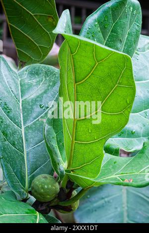 Geige-Blatt-Feige oder Banjo-Feige (Ficus lyrata), Moraceae. Immergrüner Baum, Zierpflanze. Stockfoto