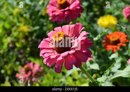 rosa Blume Stockfoto