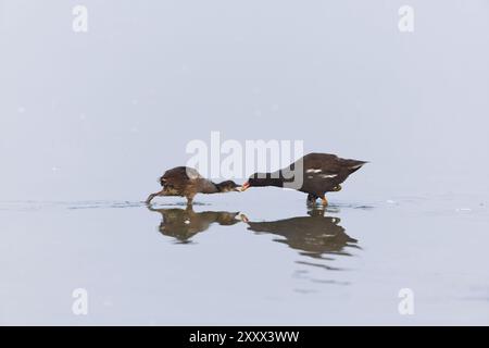 Moorhen Gallinula chloropus, ausgewachsenes Hühnchen, Suffolk, England, August Stockfoto