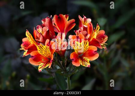 Nahaufnahme der Blumen der Alstroemeria 'Indian Summer' in einem Garten im Sommer Stockfoto