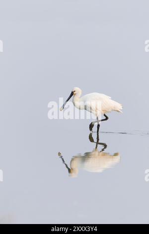 Eurasischer Löffelschnabel Platalea leucorodia, Erwachsener Wattwaten, Suffolk, England, August Stockfoto