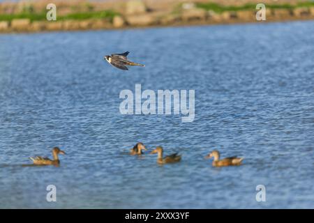 Wanderfalke Falco peregrinus, Jungtier fliegt über Wasser mit Nordschaufel Anas clypeata, 4 Erwachsene schwimmen, Suffolk, England, August Stockfoto