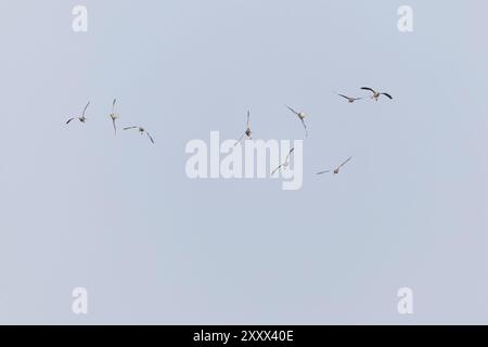 Graugans Anser anser, Herde fliegt, dreht sich um, um Höhe zu verlieren, bevor man landet, Suffolk, England, August Stockfoto