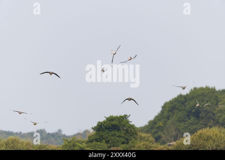 Graugans-Anser, Herde fliegt, 3 drehen, um die Höhe zu verlieren, bevor sie landen, Suffolk, England, August Stockfoto