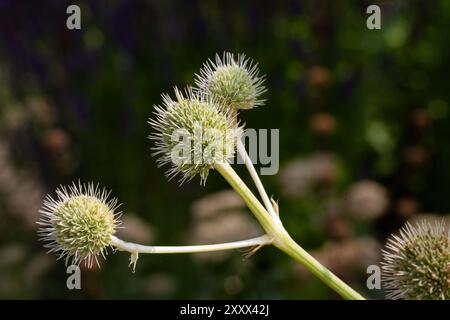 Nahaufnahme von Blumen von Eryngium yuccifolium in einem Garten im Sommer Stockfoto