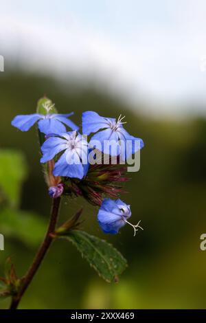 Nahaufnahme von Blumen des chinesischen plumbago (Ceratostigma willmottianum 'Forest Blue') in einem Garten im Sommer Stockfoto