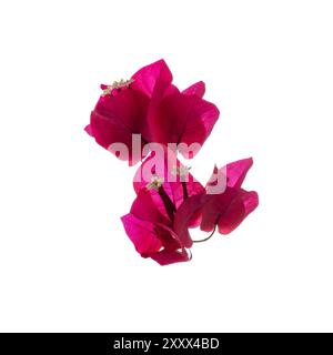 Blühender Zweig, Blüten und Blütenstand von Bougainvillea isoliert auf weißem Hintergrund. Nahaufnahme. Stockfoto