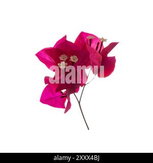 Rosa Bougainvillea Blume isoliert auf weißem Hintergrund. Stockfoto