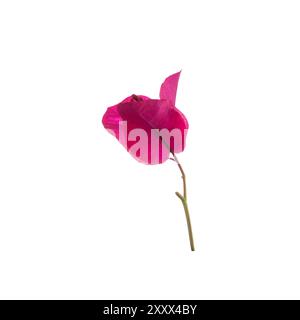 Bougainvillea Blume isoliert auf weißem Hintergrund. Wunderschöne rosafarbene tropische Blumen. Stockfoto