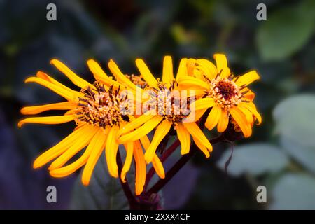 Nahaufnahme von Blumen der Leopardenpflanze (Ligularia 'Britt Marie Crawford') in einem Garten im Sommer Stockfoto