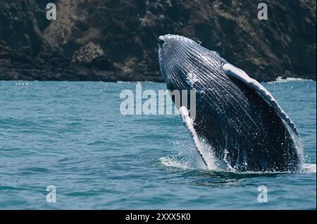 Buckelwale springen in puerto lopez ecuador Stockfoto