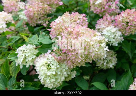 Hortensien im Rosengarten von Schenectady Stockfoto