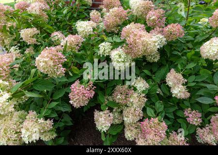Hortensien im Rosengarten von Schenectady Stockfoto