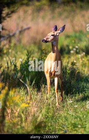 Ein Weibchen in den Feuchtgebieten am White Lake Ontario, Kanada Stockfoto