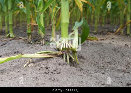 Die Wurzel der Zahnspange wird von einem Maisstiel nach außen gespreizt. Stockfoto