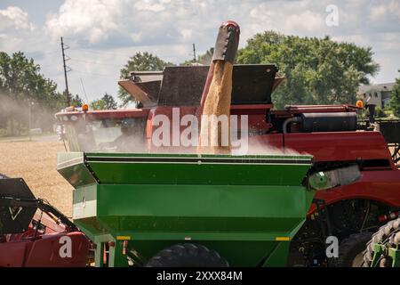 Mähdrescher entladen Weizenkörner in den Traktoranhänger Stockfoto