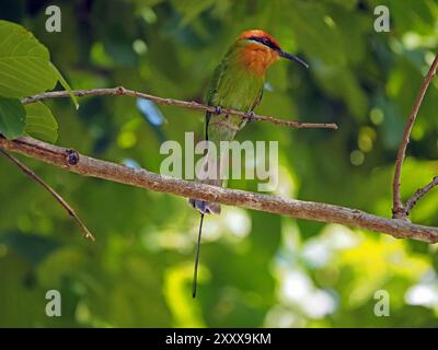 Bohm's Bee-Eater (Merops boehmi) mit Augenstreifen, grünem/Kastaniengefieder und langen Schwanzbändern auf schattigem Zweig - Lake Manze Nyerere NP Tansania Stockfoto