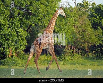 Sehr junge Masai-Giraffe (Giraffa tippelskirchi), die mit Geschwindigkeit durch offene Buschwälder im Nyerere-Nationalpark in Tansania, Afrika, läuft Stockfoto