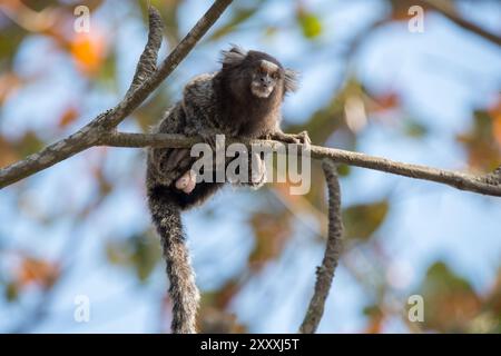 Murmeltier in einem Baum Stockfoto