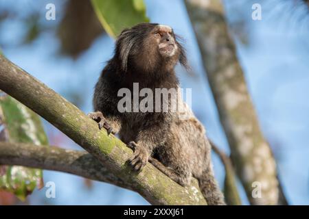 Murmeltier in einem Baum Stockfoto