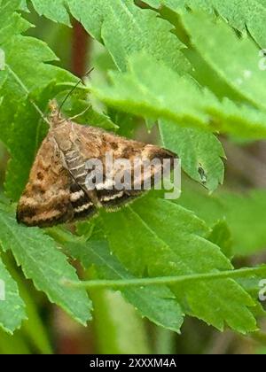 21.06.2021 / Sachsen Anhalt Sachsen-Anhalt Schmetterlinge Falter Biodiversität Insekt Insekten Nachtfalter Makroaufnahme Makroaufnahme Makrofoto Makrofoto Pyrausta despicata Scopoli, 1763 Olivbrauner Zünsler , Olivenbrauner Zünsler 1763 , Wegerich-Zünsler *** 21 06 2021 Sachsen Anhalt Stockfoto