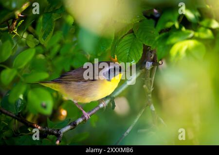 Die Gelbhalse hängt an Ästen, um Insekten zu verjagen. Stockfoto