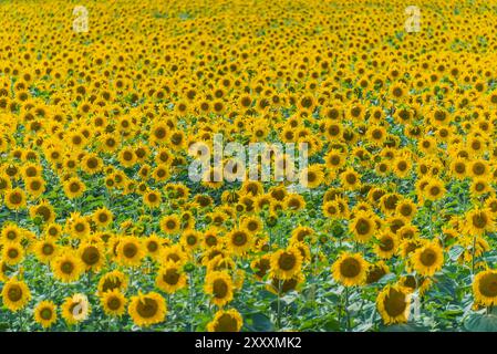 Luftaufnahme eines großen Sonnenblumenfeldes im Sommer Stockfoto