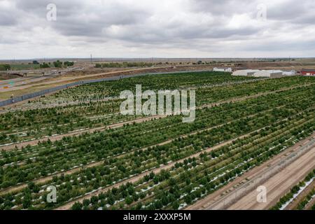 Avondale, Colorado – Cannabis wird in der Mammoth Farms-Anlage (ehemals Los Suenos) in der Nähe von Pueblo angebaut. Stockfoto