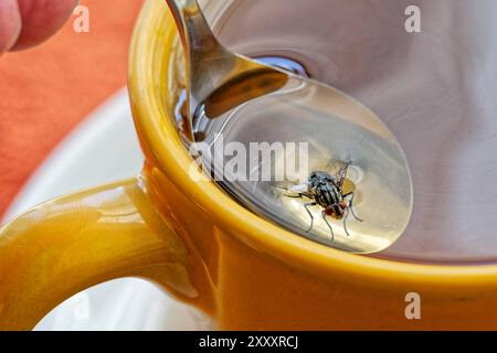 Achtung, Fliege in der Tasse. Eine Fliege ist im Tee gelandet und wird mit dem Löffel gerettet. München Bayern Deutschland *** Achtung , Fliege in der Tasse Eine Fliege ist im Tee gelandet und wird mit einem Löffel gerettet München Bayern Deutschland Copyright: XRolfxPossx Stockfoto