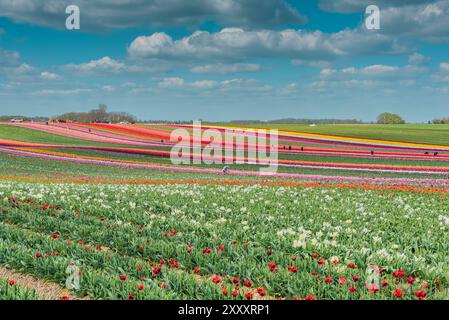 Buntes Tulpenfeld mit verschiedenfarbigen Tulpenreihen, Tulpenkultivierung bei Jülich, Deutschland Stockfoto