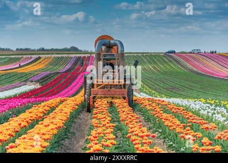 Tulpenerntemaschine, buntes Tulpenfeld mit verschiedenfarbigen Tulpenreihen, Tulpenanbau bei Jülich, Deutschland Stockfoto