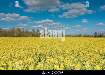 Hellgelb blühendes Rapsfeld mit Bäumen und Häusern im Hintergrund und einem blauen Himmel mit Wolken an einem sonnigen Frühlingstag Stockfoto