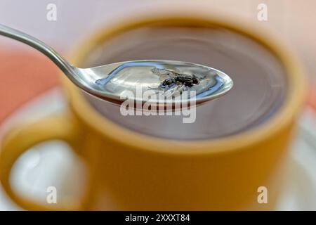 Achtung, Fliege in der Tasse. Eine Fliege ist im Tee gelandet und wird mit dem Löffel gerettet. München Bayern Deutschland *** Achtung , Fliege in der Tasse Eine Fliege ist im Tee gelandet und wird mit einem Löffel gerettet München Bayern Deutschland Copyright: XRolfxPossx Stockfoto