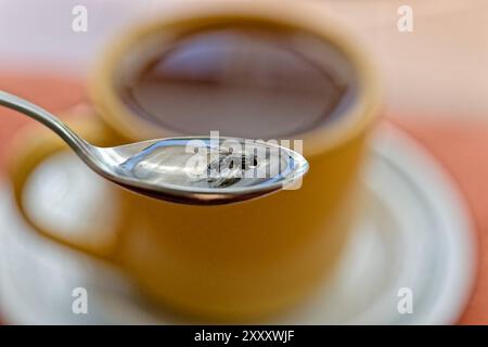 Achtung, Fliege in der Tasse. Eine Fliege ist im Tee gelandet und wird mit dem Löffel gerettet. München Bayern Deutschland *** Achtung , Fliege in der Tasse Eine Fliege ist im Tee gelandet und wird mit einem Löffel gerettet München Bayern Deutschland Copyright: XRolfxPossx Stockfoto