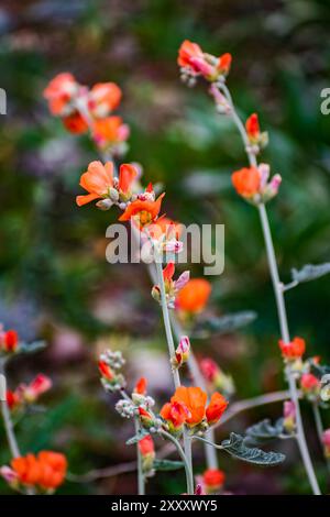 Nahaufnahme mit geringer Tiefe des Feldes einiger Äste der Desert Globemallow orange Blumen im White Tank Mountain Regional Park. Stockfoto