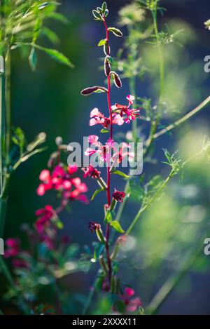 Hoher, schlanker Blütenstamm mit kleinen, leuchtend rosa Blüten. Die Blüten haben zarte Blütenblätter und sind von kleinen grünen Blättern umgeben. Stockfoto
