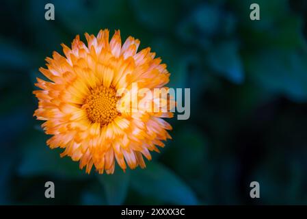 Nahaufnahme von Calendula officinalis, Orange Oopsy Daisy Blume über bläulich-grünen Blättern in Arizona Stockfoto