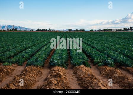 Kohl Field in Glendale, Arizona Stockfoto