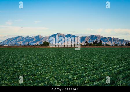 Ländliche Landschaft mit Kohlfeld und Blick auf die Estrella Mountains in Glendale, Arizona Stockfoto