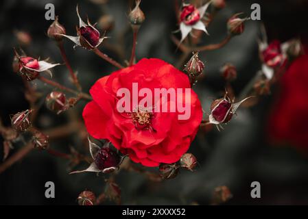 Nahaufnahme einer leuchtenden roten Rose in voller Blüte, umgeben von zahlreichen kleinen Rosenknospen in verschiedenen Öffnungsphasen. Stockfoto