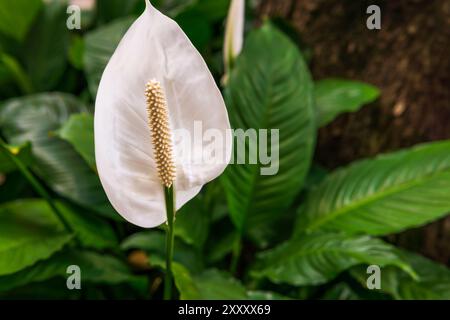 Calla-Lilie mit grünen Blättern an einem Baumstamm in einem brasilianischen Garten. Stockfoto