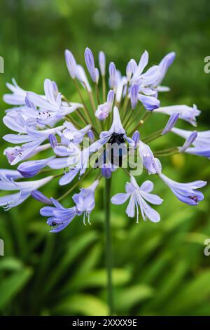 Vertikales Bild einer großen schwarzen tropischen Tischlerbiene, Xylocopa latipes, bestäubende afrikanische Lilienblüten, Agapanthus africanus in einem tropischen Garten. Stockfoto