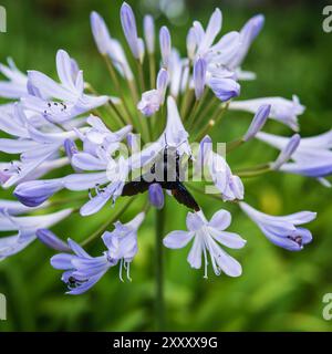 Große schwarze tropische Zimmermannsbiene, Xylocopa latipes, bestäubende violette afrikanische Lilienblüten, Agapanthus africanus in einem tropischen Garten. Stockfoto