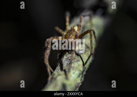 Kammmspinne (Cupiennius) sitzt nachts auf einem Zweig im tropischen Regenwald, Refugio Nacional de Vida Silvestre Mixto Bosque Alegre, Alajuela pro Stockfoto