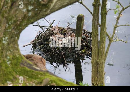 Nest mit Eiern der Stockenten (Anas platyrhynchos), Nordrhein-Westfalen, Deutschland, Europa Stockfoto