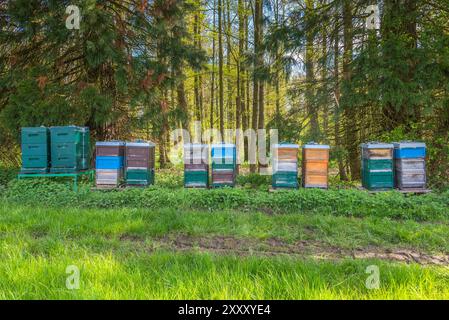 Bunt bemalte Holzkisten vor einem Wald an einem Sommertag in Deutschland Stockfoto