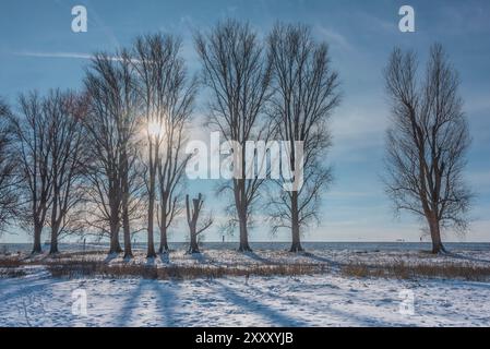 Eine Reihe von grauen Pappeln (Populus x canascens) mit blauem Himmel und Sonne an einem wunderschönen Wintertag in Meerbusch, Deutschland. Stockfoto